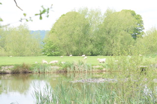 Severn Caravan Park (7)